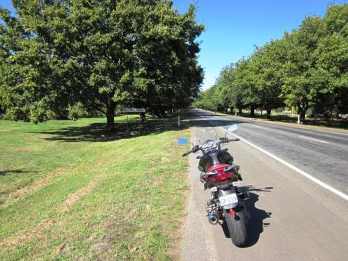 Woodend, Avenue of Honour.