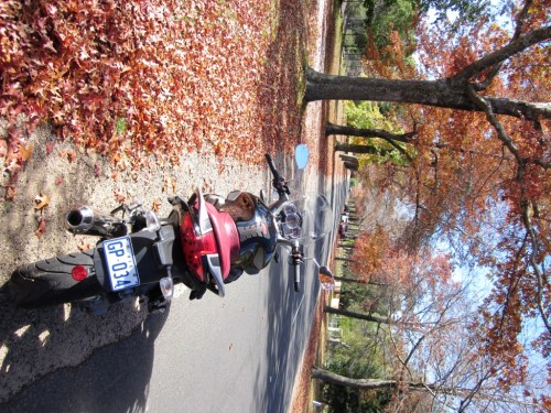 Mt Macedon "Avenue of Honour".